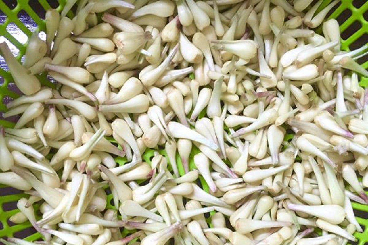 Chọn củ kiệu có kích thước nhỏ vừa phải