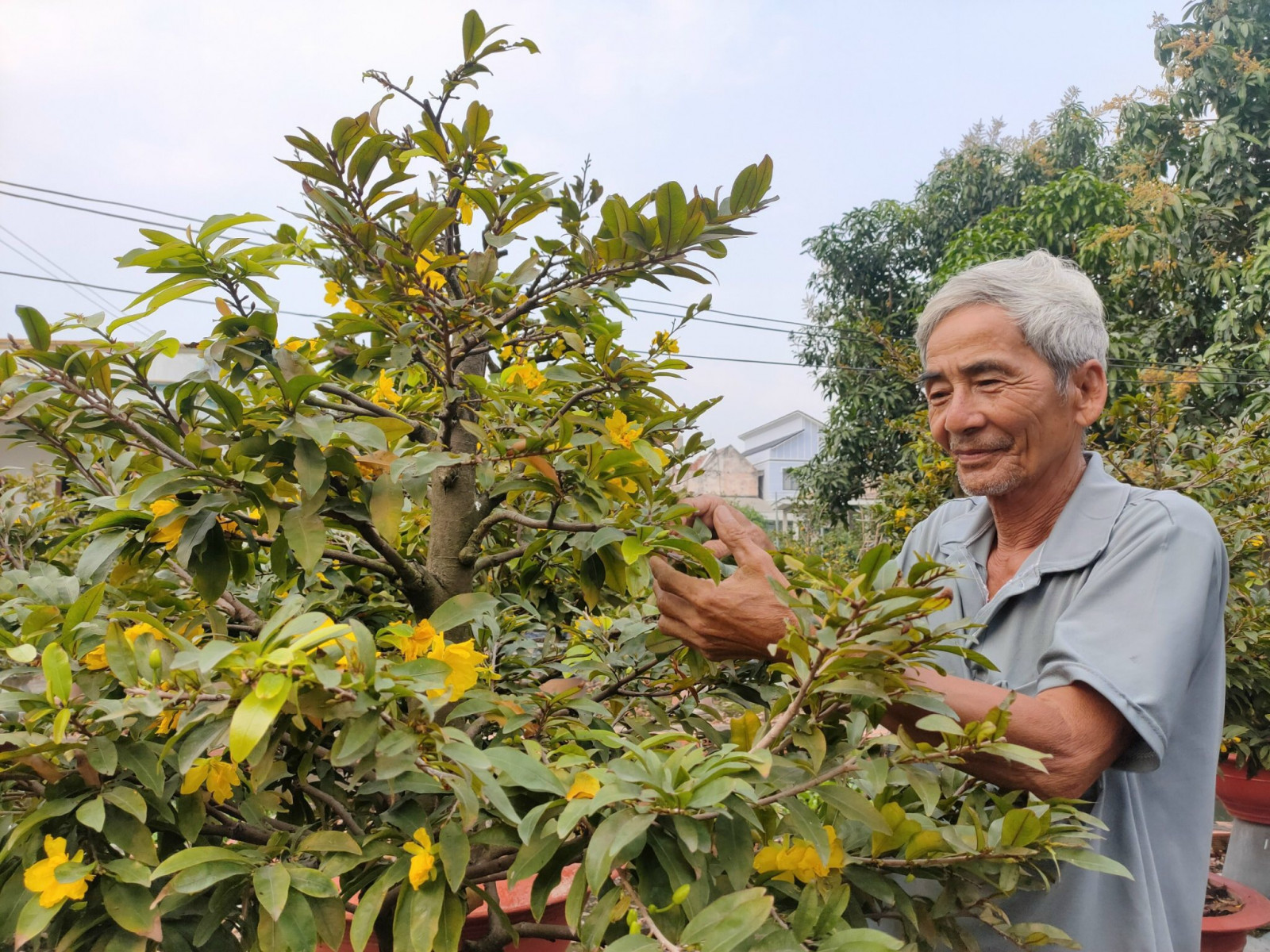 kỹ thuật trổng cây hoa mai