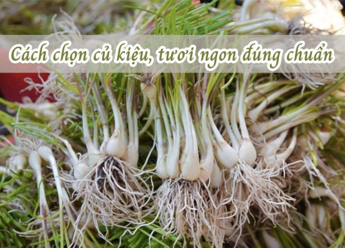 cách chọn củ kiệu