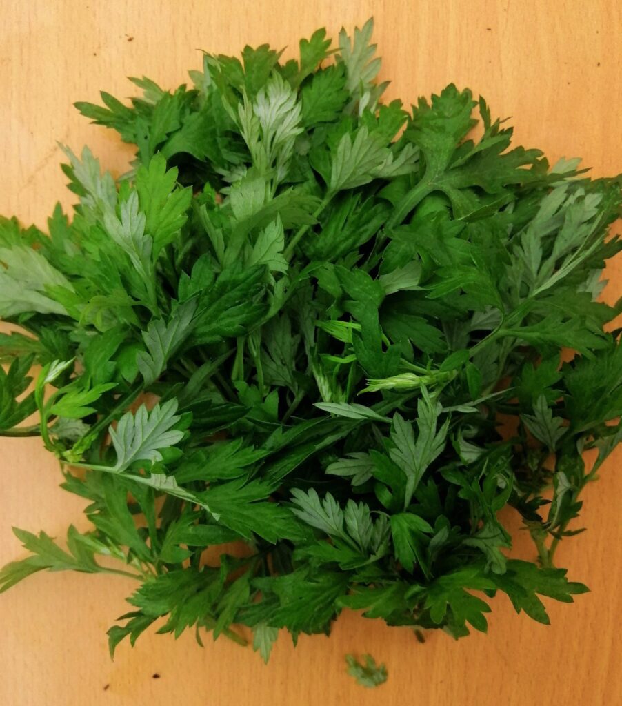 Ngải cứu có nguồn gốc từ Châu Âu