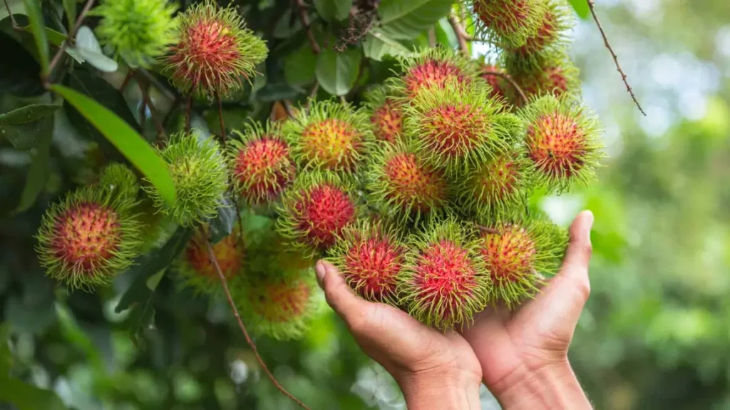 Cách chọn chôm chôm
