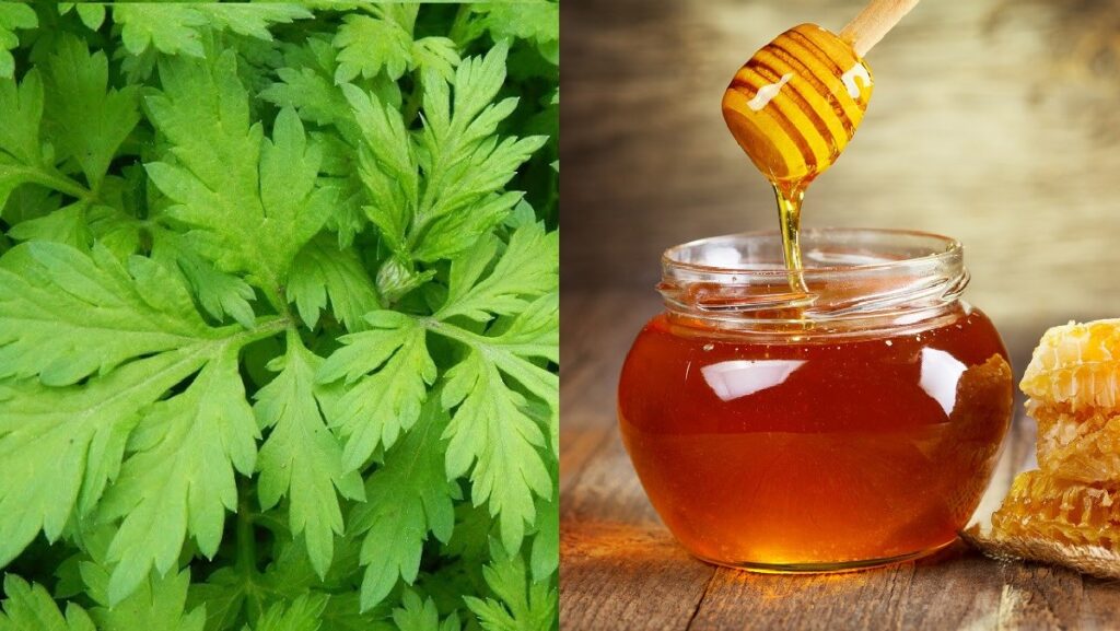 Ngải cứu rất hiệu quả với người bị gai cột sống và thấp khớp
