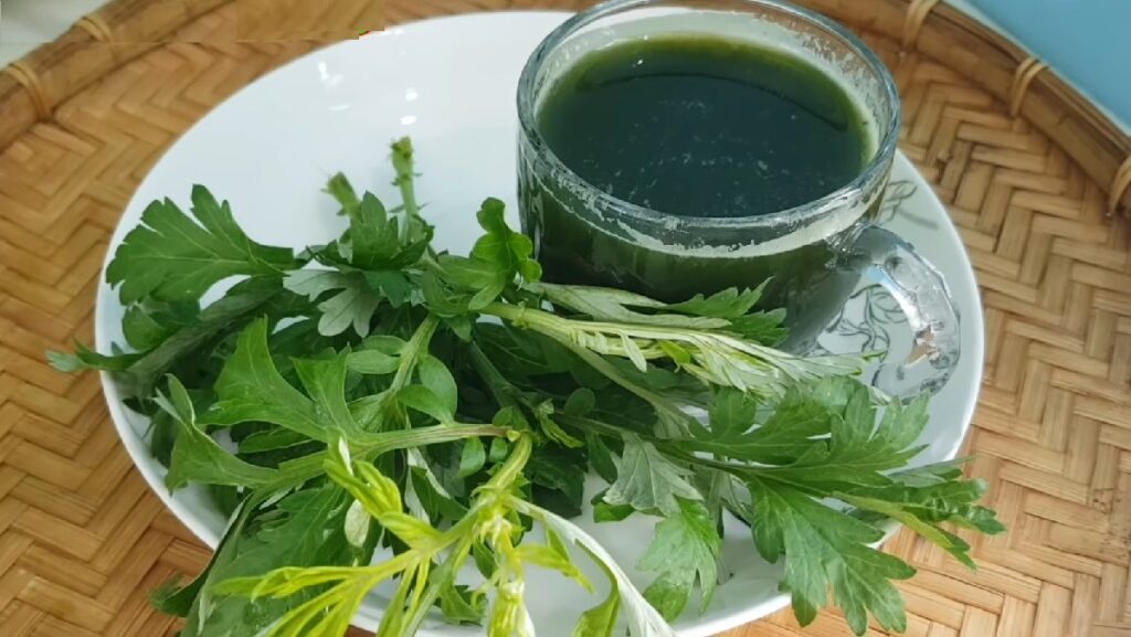 Ngải cứu hỗ trợ điều hòa kinh nguyệt