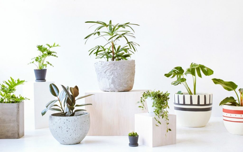 Cây cảnh để bàn