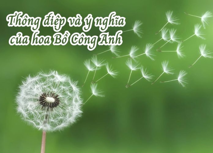 hoa bồ công anh
