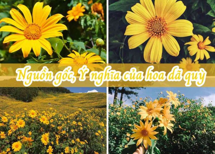 hoa dã quỳ