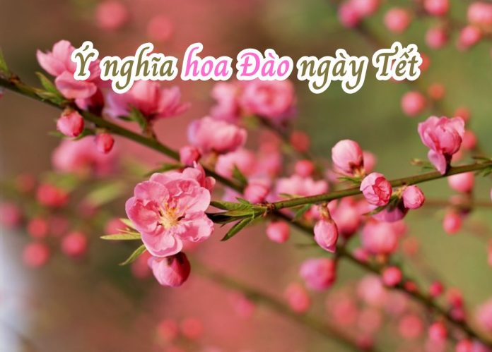 hoa đào