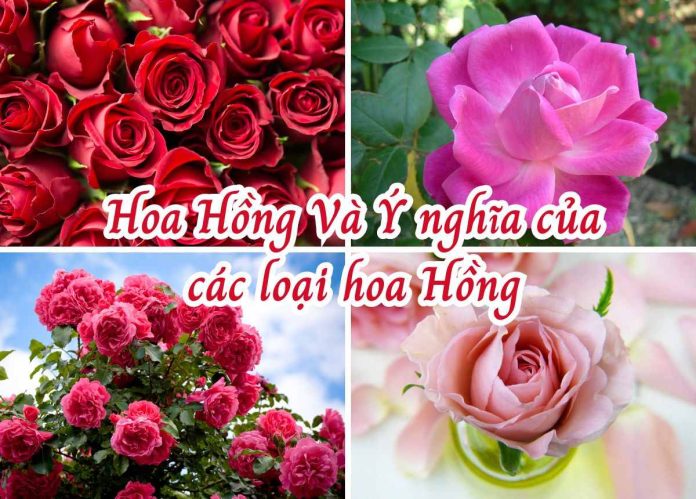 hoa hồng