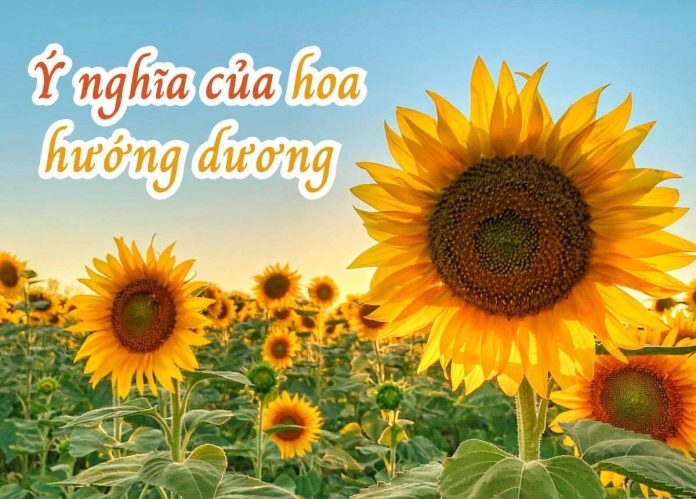 hoa hướng dương