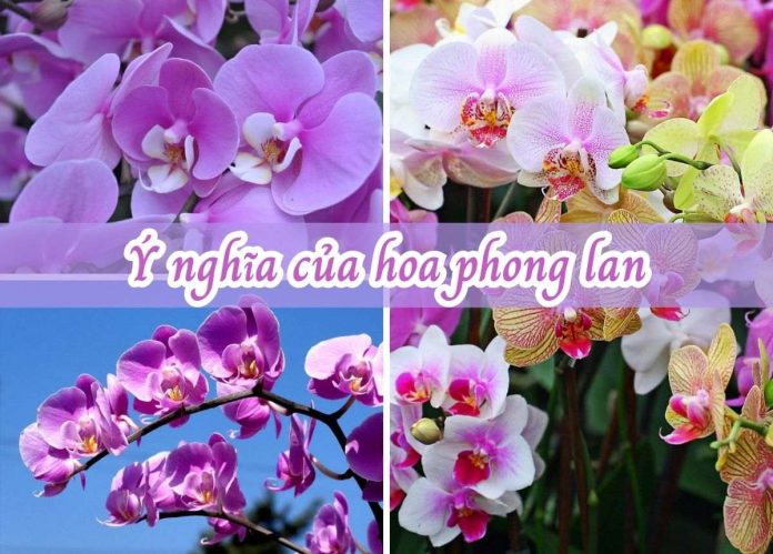 hoa phong lan