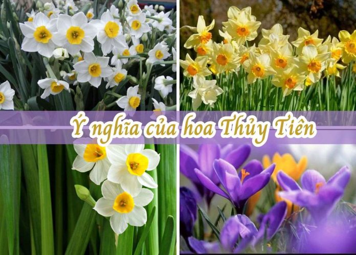 hoa thủy tiên