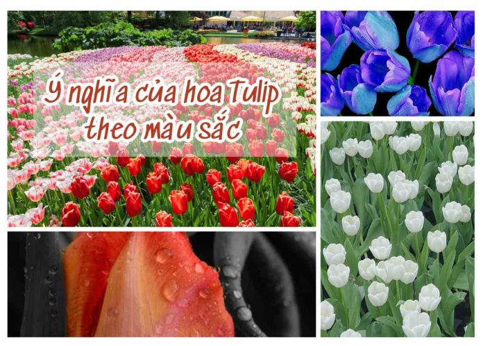Ý nghĩa hoa Tulip theo màu sắc