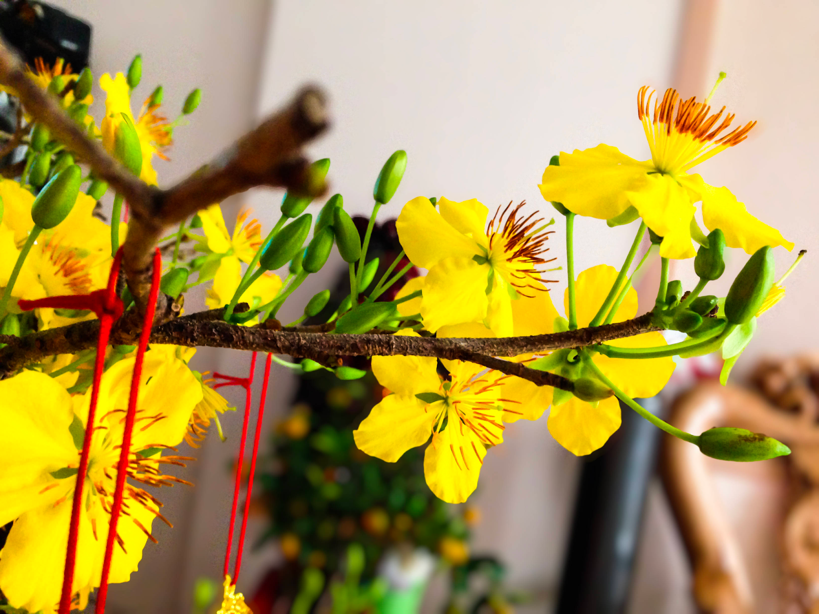 đặc điểm cây hoa mai