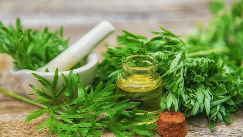Liều lượng sử dụng ngải cứu