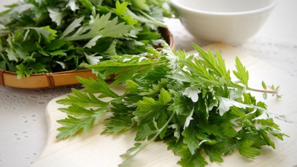 Ngải cứu chống viêm