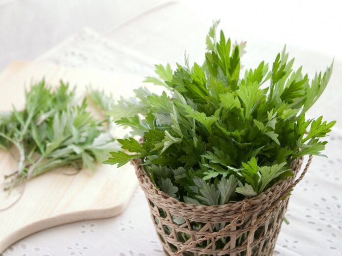 Tác dụng của ngải cứu