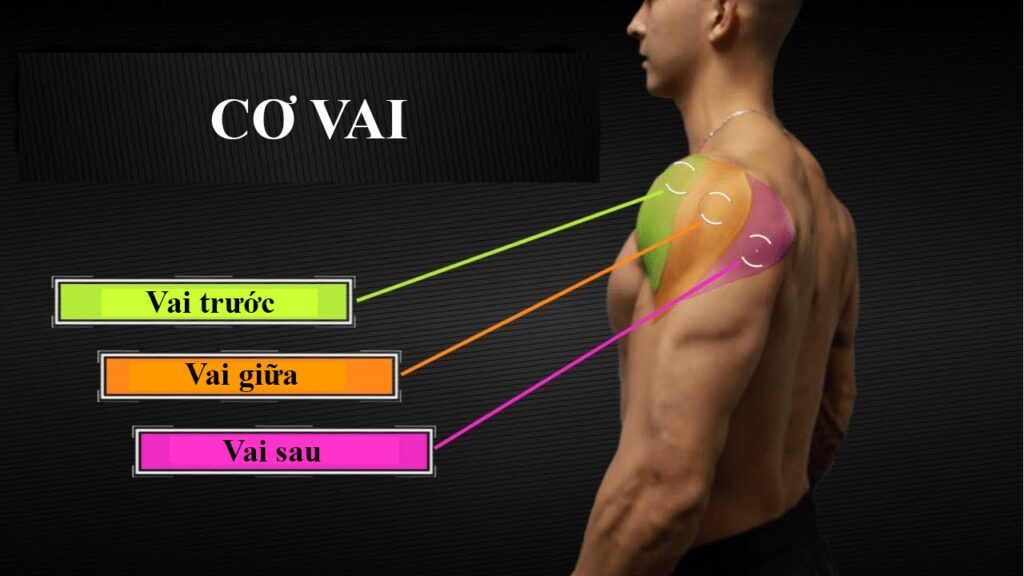 nhóm cơ vai