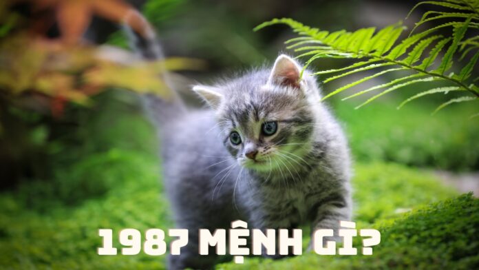 1987 mệnh gì