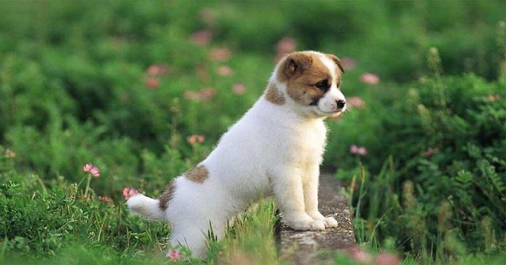Người tuổi Tuất rất tốt bụng
