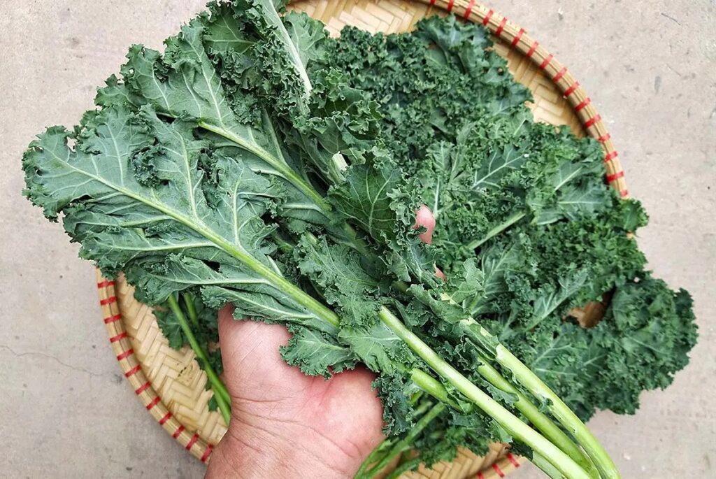 Cải Lacinato Kale giàu vitamin A, C, K và chất xơ