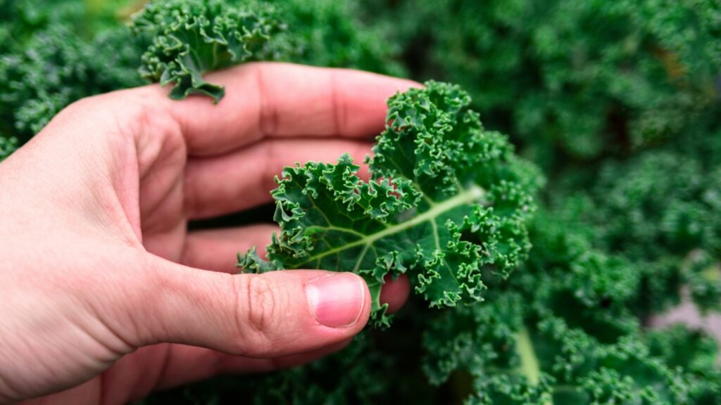 Người đang sử dụng thuốc kháng đông máu cần hỏi ý kiến bác sĩ nếu muốn ăn cải kale 