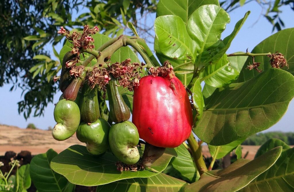 Cận cảnh lá, hoa và cành cây điều mà có thể chưa nhiều người nhìn thấy ngoài đời
