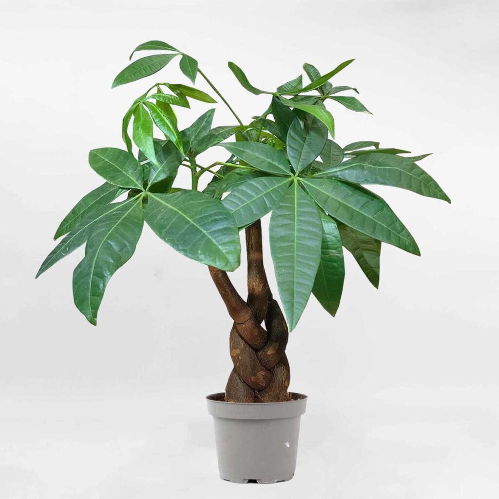 Cây Kim Ngân mang lại nguồn năng lượng tích cực