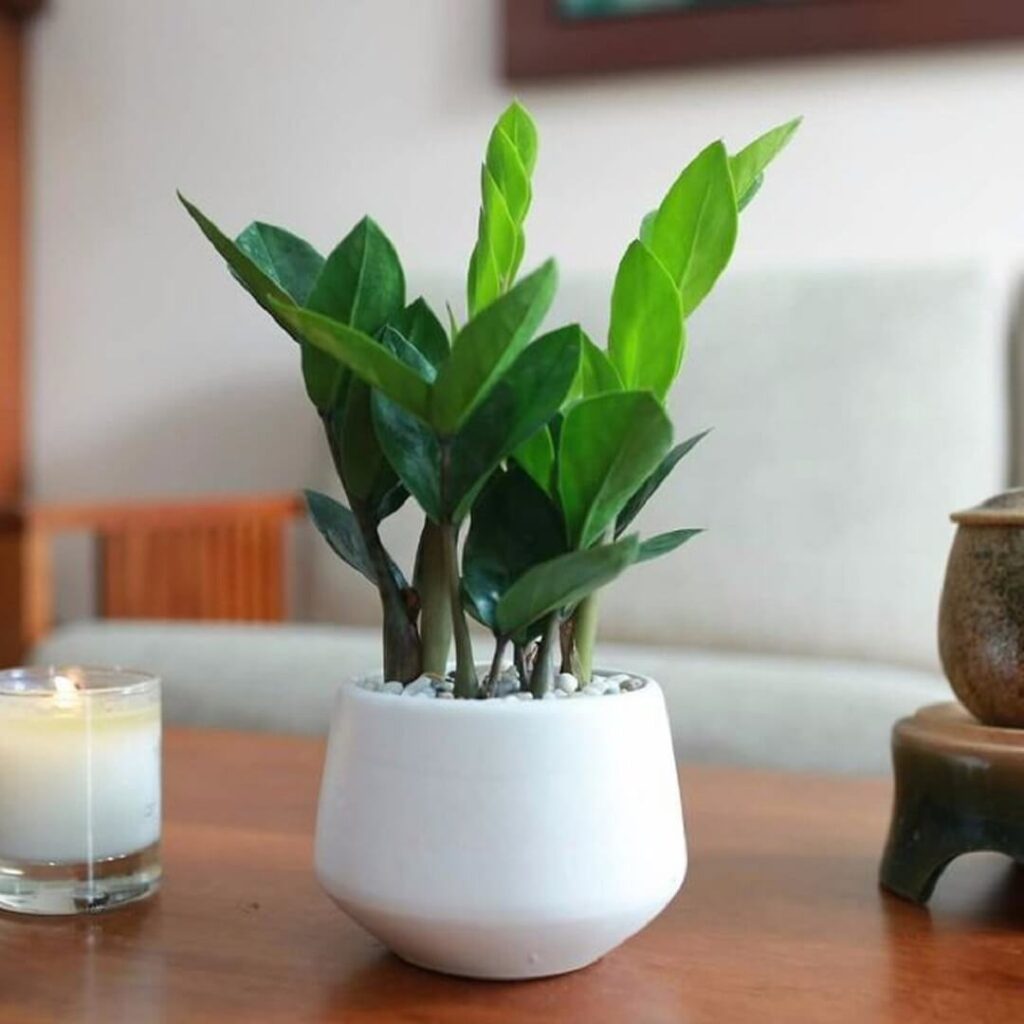 Cây Kim Tiền là đại đại diện của tiền bạc, của cải