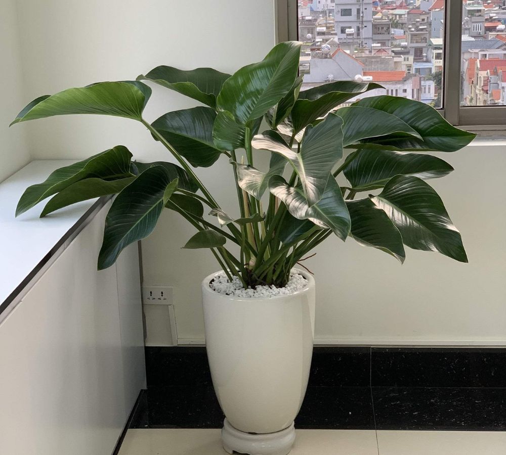 Cây Trầu Bà Đế Vương