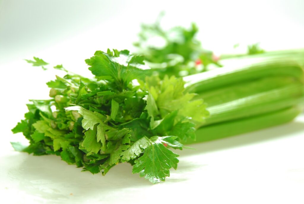 Apium graveolens có lá cây có hình mắt chim và có dáng thuôn dài