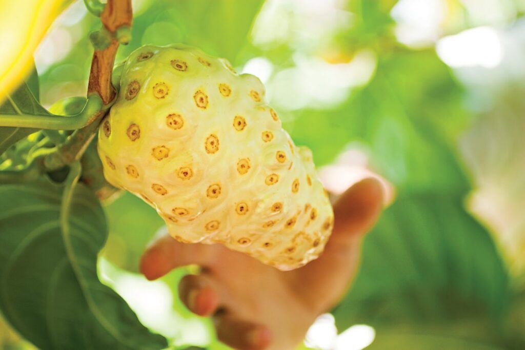Quả nhàu có hình dạng như quả trứng, mặt ngoài có nhiều gai nhọn