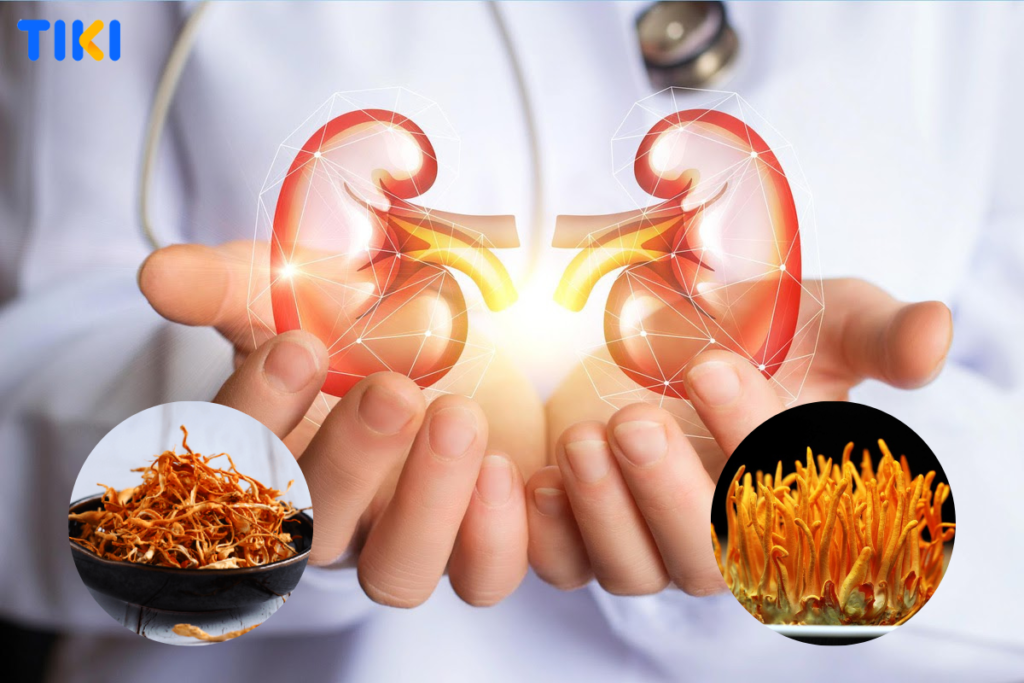 Đông trùng hạ thảo có tác dụng trong việc giúp giảm bệnh suy thận