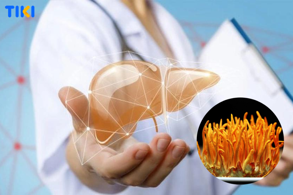 Đông trùng hạ thảo hỗ trợ điều trị viêm gan