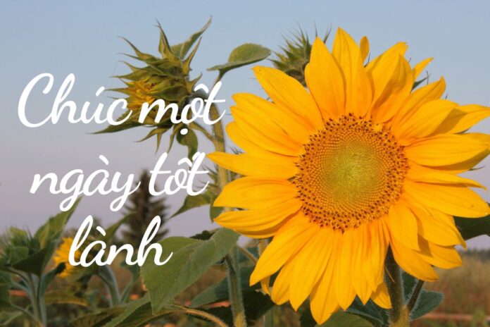 chúc ngày mới tốt lành