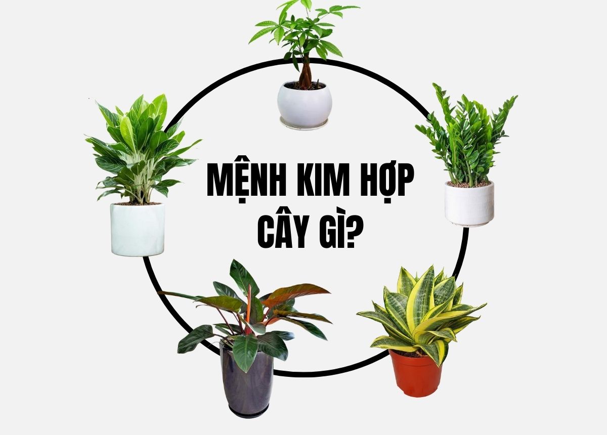 Cây Cảnh Hợp Mệnh Kim: Top 10+ Loại Cây Mang Tài Lộc, May Mắn