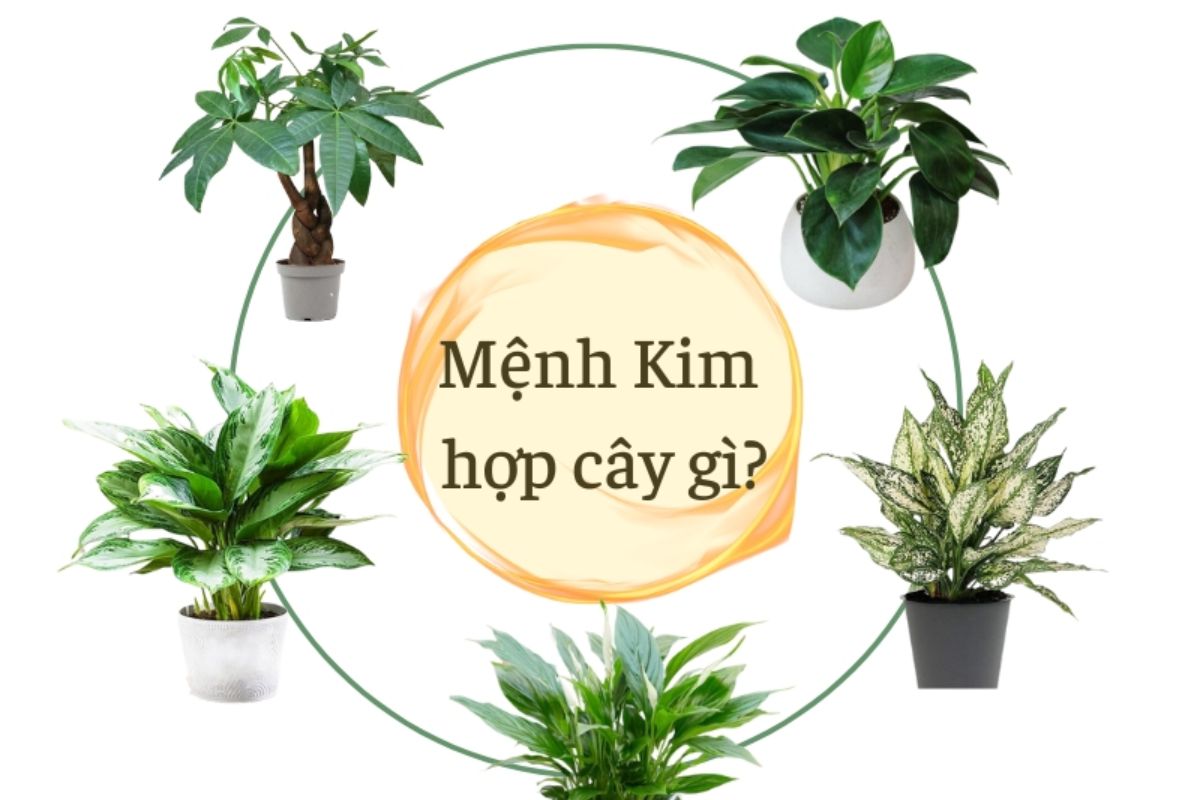 Nữ Mệnh Kim Trồng Cây Gì Trong Nhà: Lựa Chọn Cây Phong Thủy Mang Lại May Mắn