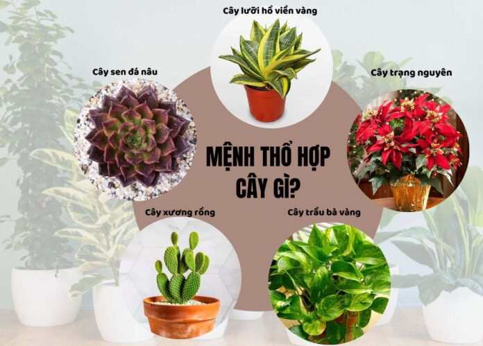 mệnh thổ hợp cây gì