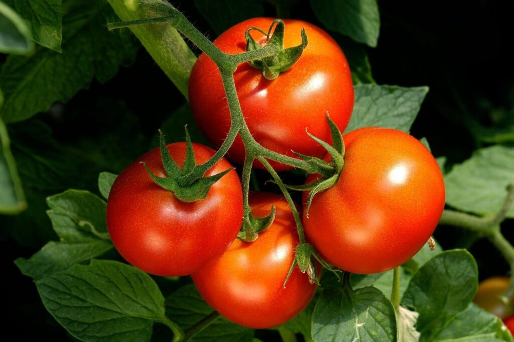 Quả cà chua chứa nhiều chất vitamin C 