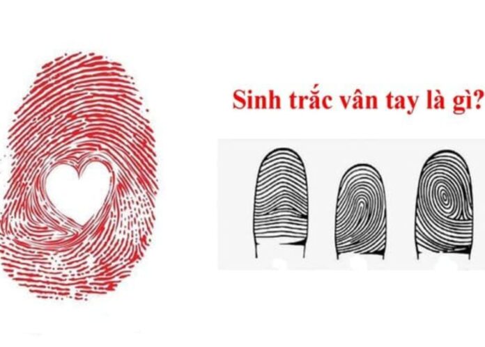 sinh trắc vân tay