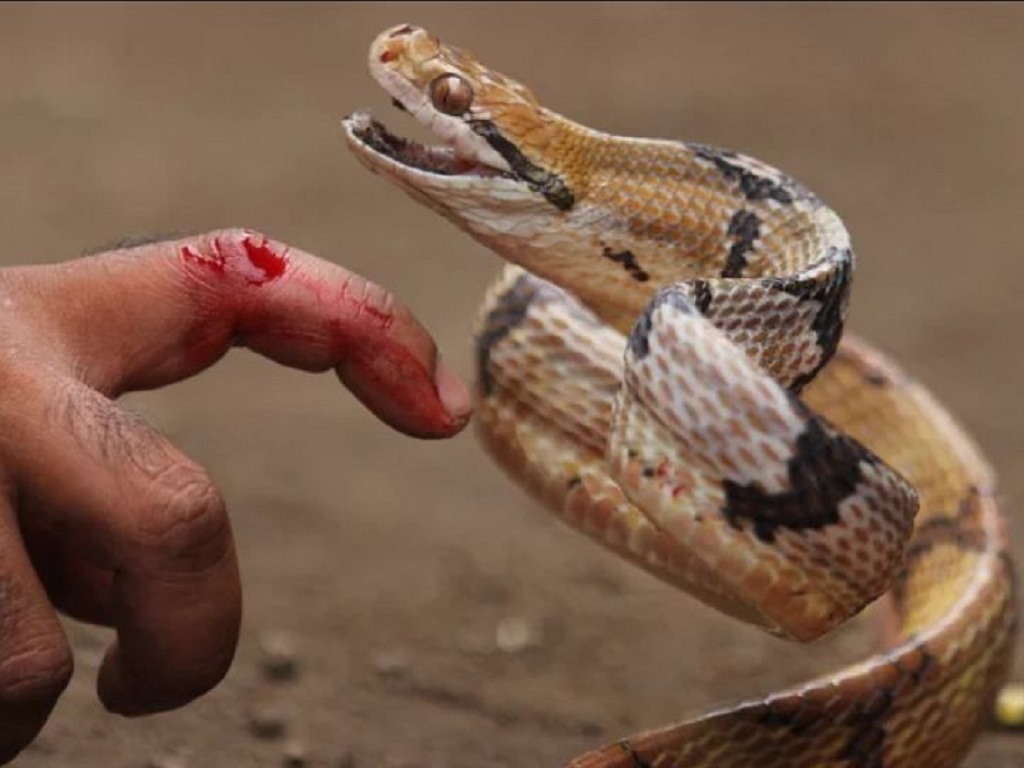 Sơ cứu vết thương khi rắn cắn bằng rau nhớt 