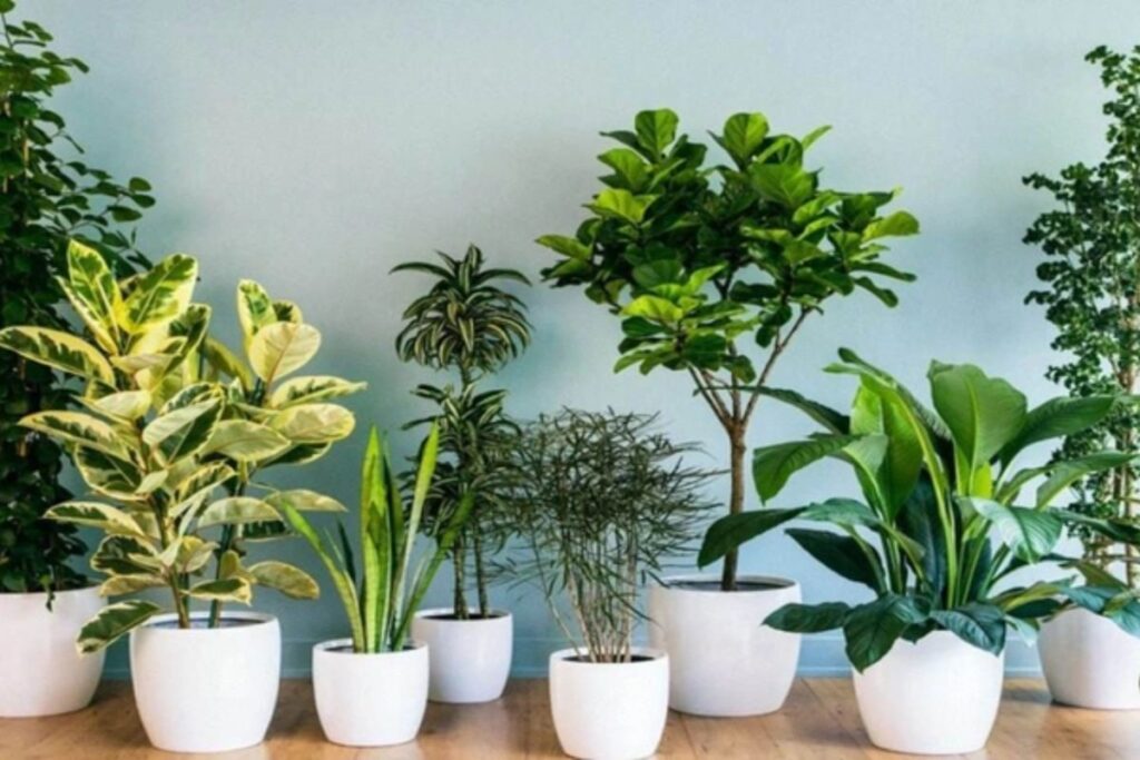 Trồng cây phong thủy giúp thu hút tài lộc