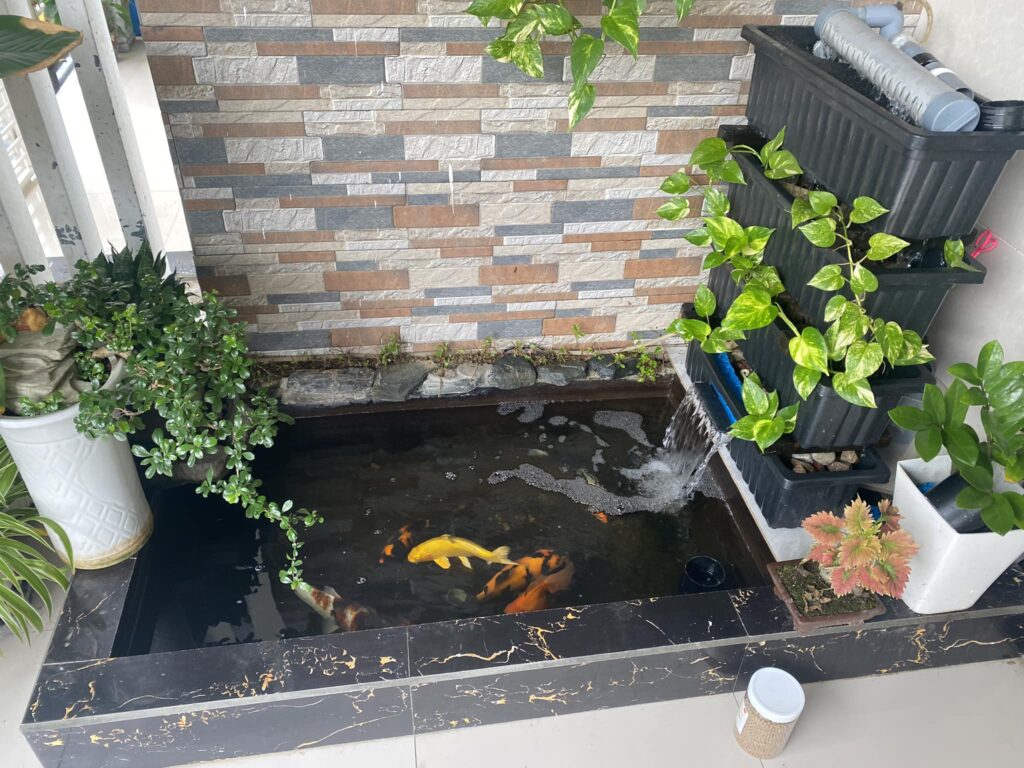 Cách làm hồ cá mini bằng xi măng