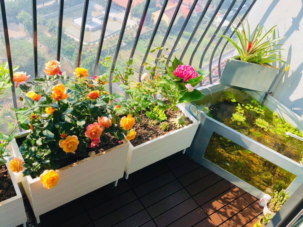 Cách làm bể cá mini đặt ngoài trời