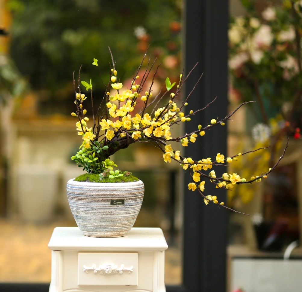 Cây cảnh chưng ngày Tết