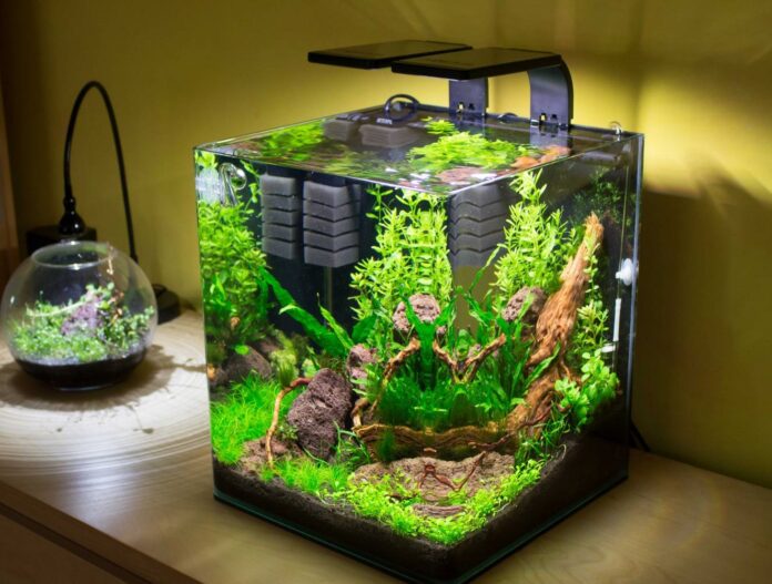 Bể cá mini tự làm