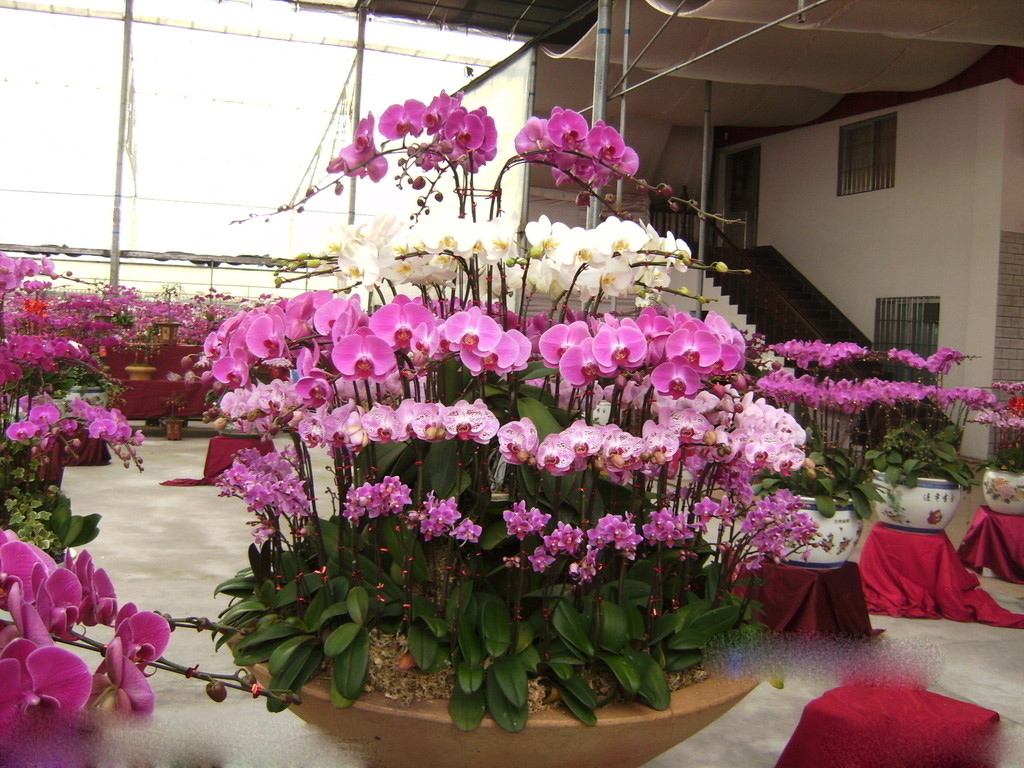 Mỗi màu sắc hoa lan mang ý nghĩa khác nhau