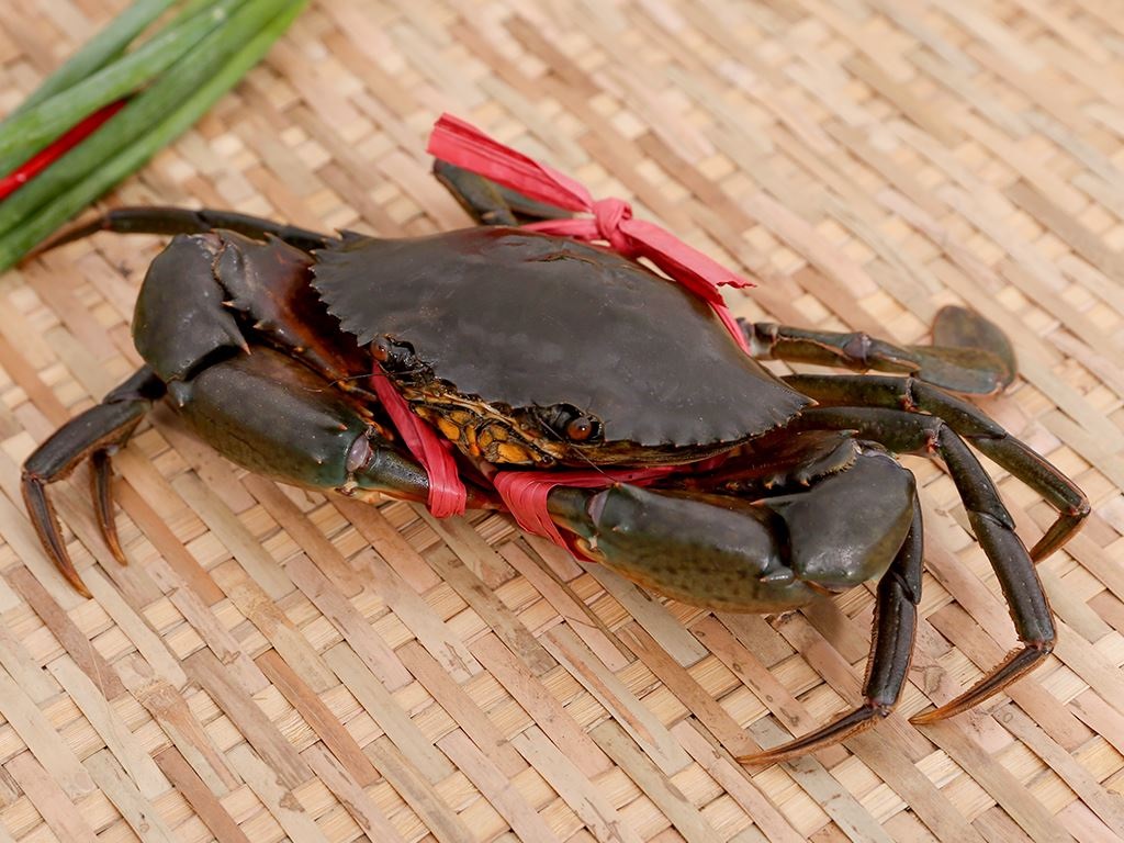 Để bảo quản cua biển sống lâu thì bạn cần phải lựa được những con cua tươi sống, khỏe mạnh và không bị rụng chân hay càng
