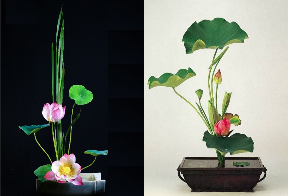 Cắm sen phong cách Ikebana Nhật Bản