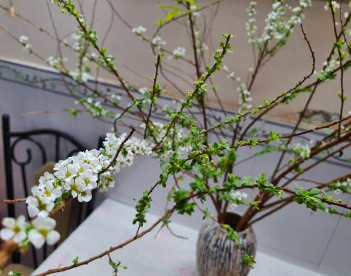 Cách cắm hoa tuyết mai