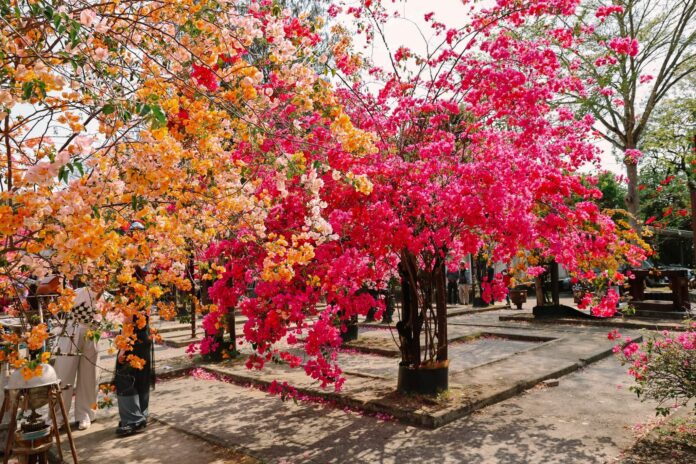 Cây hoa giấy ngũ sắc